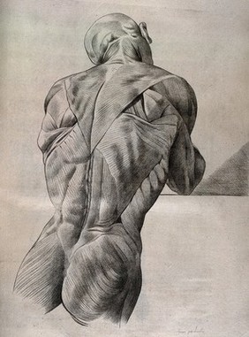 An écorché figure, shown from head to buttock, seen from behind. Crayon manner print by Lavalée, after J. Gamelin, 1778/1779.