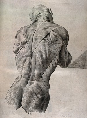 view An écorché figure, shown from head to buttock, seen from behind. Crayon manner print by Lavalée, after J. Gamelin, 1778/1779.