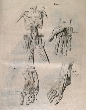 Four écorché figures, showing the deep muscles of the axial skeleton (torso), hands and feet. Crayon manner print by J. Gamelin, 1778/1779.