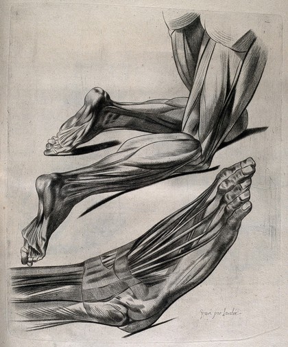 Muscles of the legs and feet: two écorché figures. Crayon manner print by Lavalée after J. Gamelin, 1778/1779.