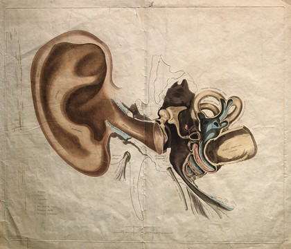 Structure of the outer and inner ear. Coloured stipple engraving by J. Stewart, 18--?.