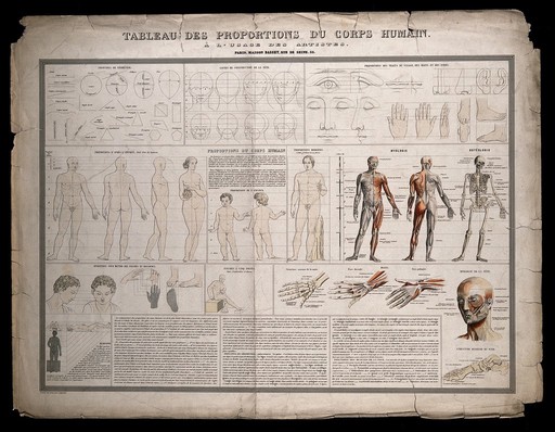 Diagrams, proportional figures, écorchés etc., for use by artists: includes principles of geometry, proportions of the face and body, and coloured illustrations showing the skeleton and musculature. Coloured engraving by Langevin, ca. 1830.