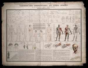 view Diagrams of the human body, proportional figures, écorchés etc., for use by artists. Coloured engraving by Langevin, 1851.