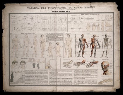 Diagrams of the human body, proportional figures, écorchés etc., for use by artists. Coloured engraving by Langevin, 1851.