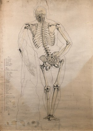 view The Farnese Hercules: skeleton and body contour, rear view. Pen and ink drawing with watercolour, by H.J. Arundel Miles, 1862.