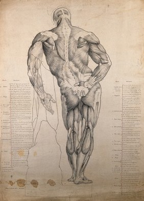 The Farnese Hercules: rear view of muscles. Pen and ink drawing, by H.J. Arundel Miles, 1862.