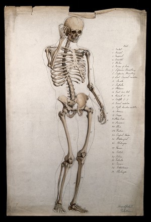 view Male skeleton, front view, with right hand raised to its face. Pen and ink drawing with sepia wash, by H. Goodall, 1860/1870.