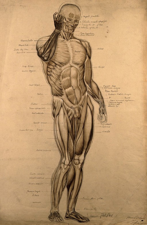 Male écorché, front view, with right hand raised to its face. Pen and ink drawing with wash and bodycolour, by H. Goodall, 1860/1870.