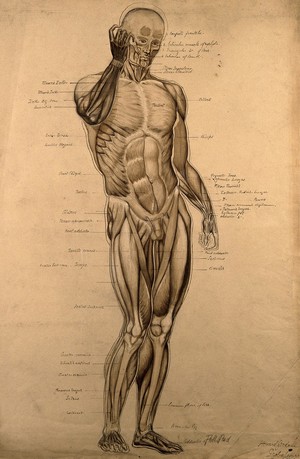 view Male écorché, front view, with right hand raised to its face. Pen and ink drawing with wash and bodycolour, by H. Goodall, 1860/1870.