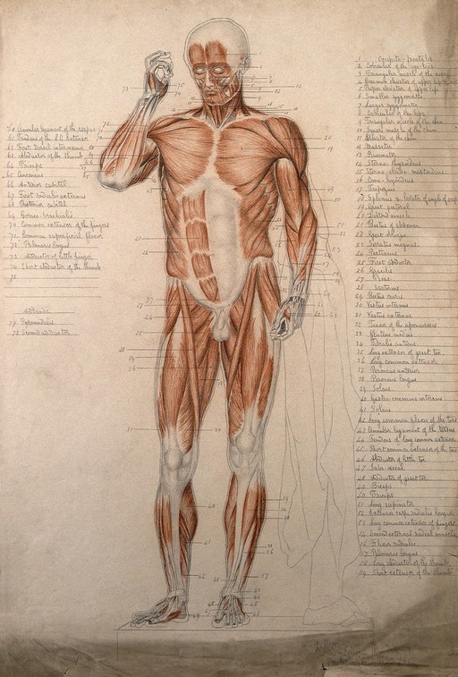 Male écorch,Ì front view, with right hand raised to its face. Pencil and red chalk drawing, by F. T. Goodall, 1865.