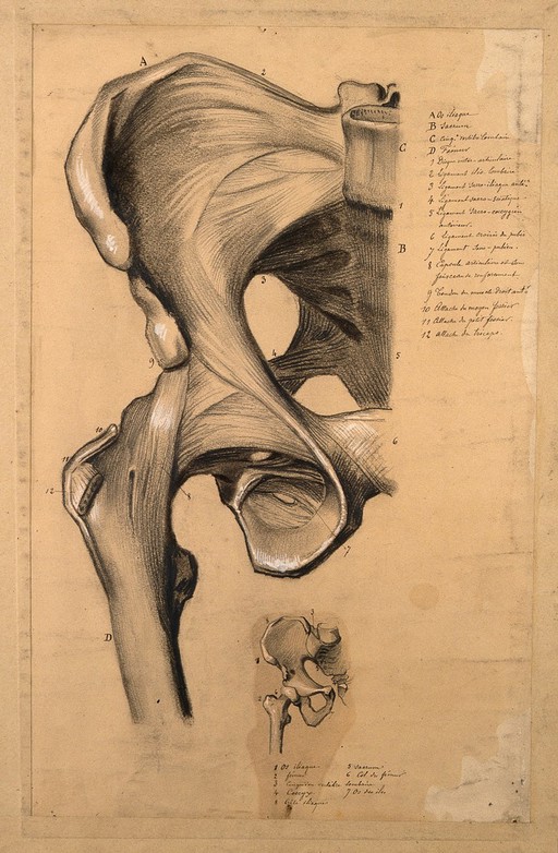 The pelvis, front view: two studies, showing the bones and ligaments of the right-hand side of the pelvis. Pencil and black chalk drawing, with bodycolour, 1840/1880?