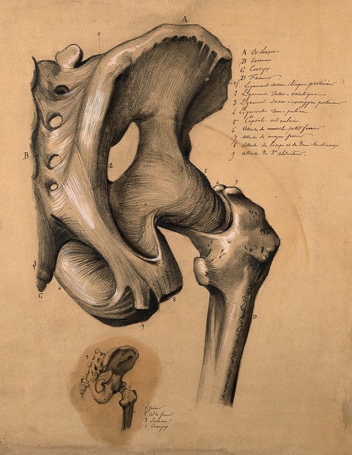The pelvis, rear view: two studies, showing the bones and ligaments of the right-hand side of the pelvis. Pencil and black chalk drawing, with bodycolour, 1840/1880?