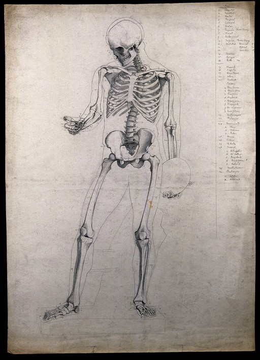 A standing skeleton, holding a discus. Pencil drawing by C.H.M. Kerr, ca. 1882.
