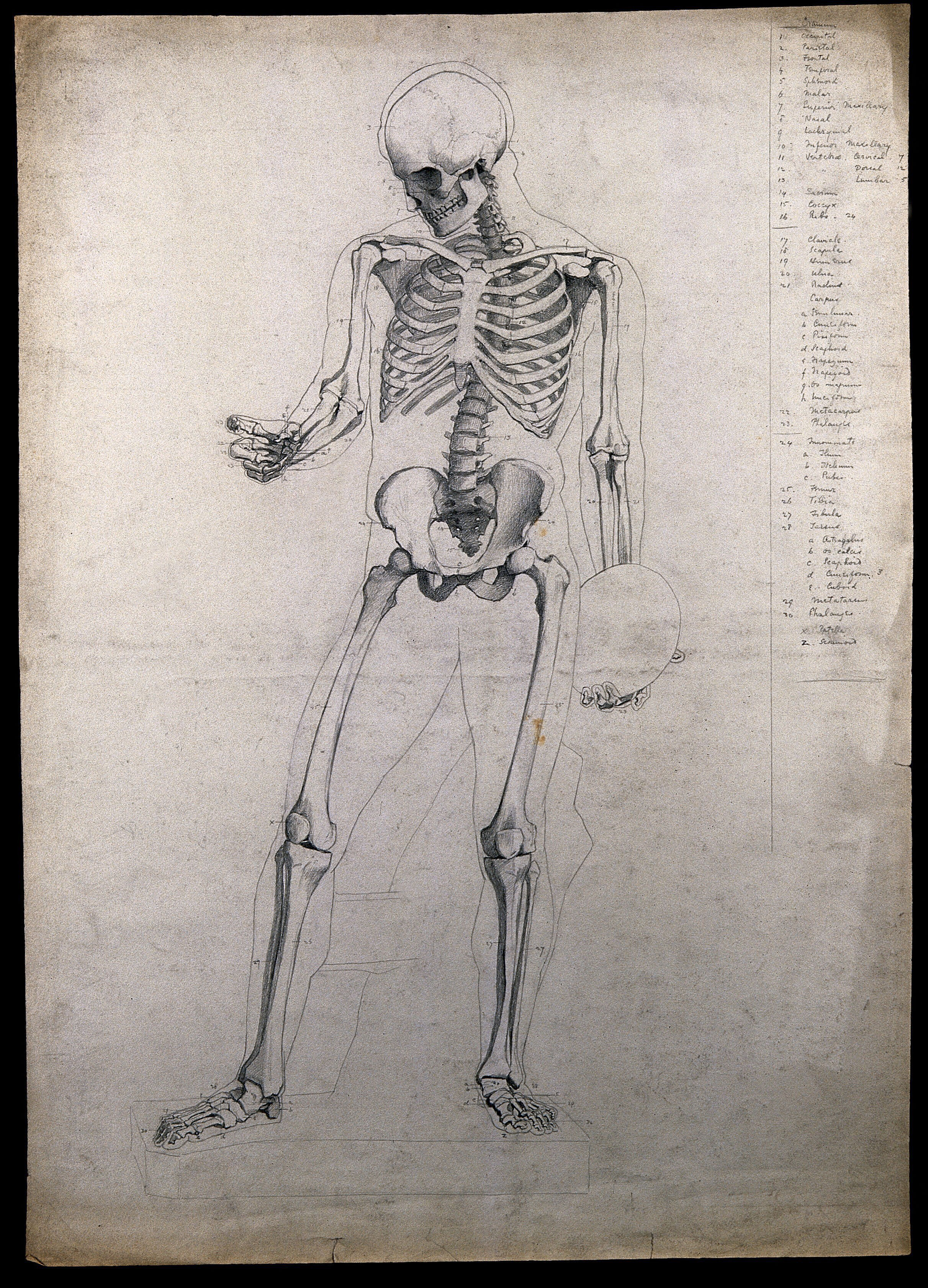 A Standing Skeleton Holding A Discus Pencil Drawing By C H M