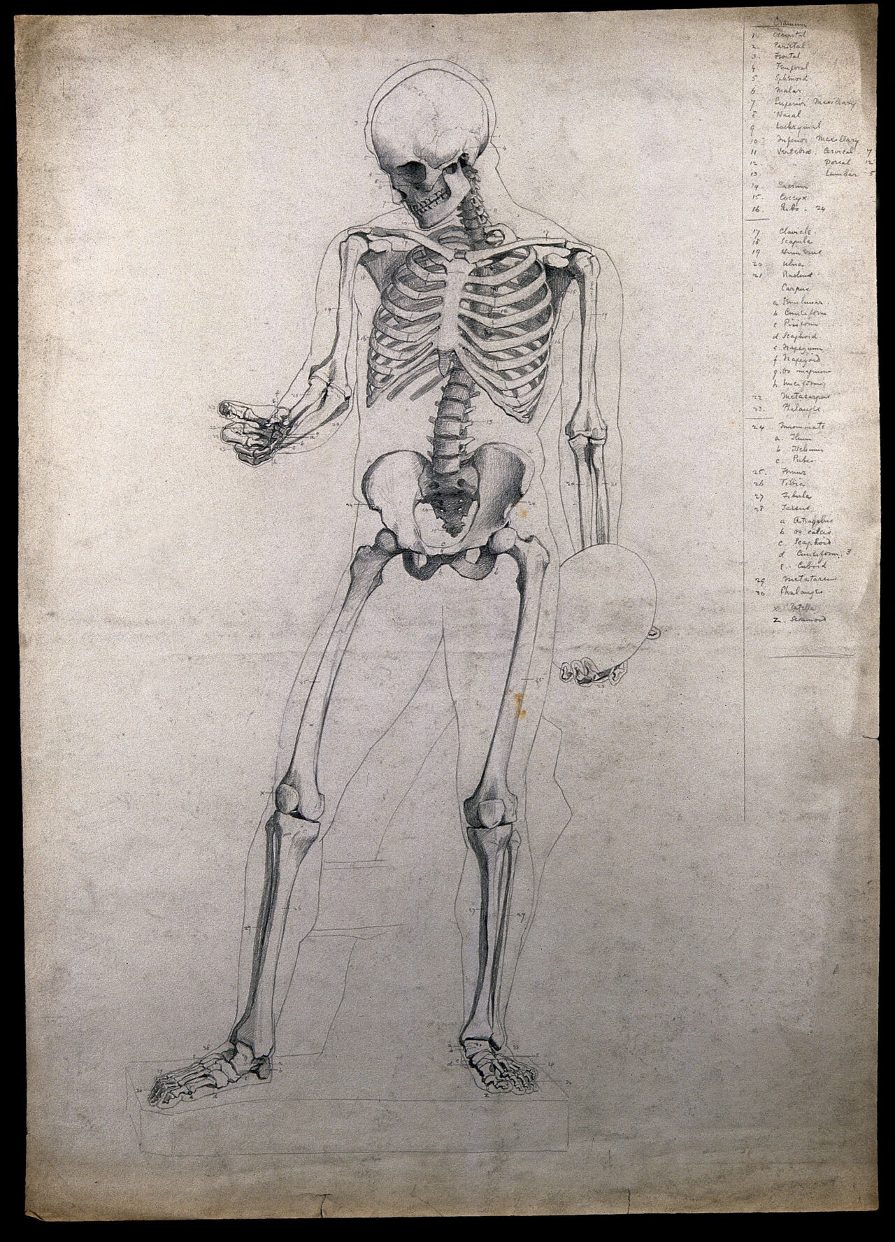 A standing skeleton, holding a discus. Pencil drawing by C.H.M. Kerr, ca. 1882., 1882, by Charles H. M. Kerr