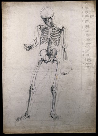 A standing skeleton, holding a discus. Pencil drawing by C.H.M. Kerr, ca. 1882.