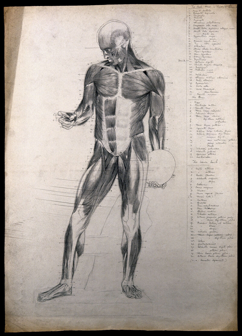 A standing écorché, holding a discus. Pencil drawing by C.H.M. Kerr, ca. 1882., 1882, by Charles H. M. Kerr