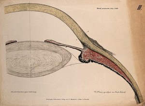 view The eye: section of the ciliary body, cornea and lens. Colour lithograph by F. Foedisch, 1875.