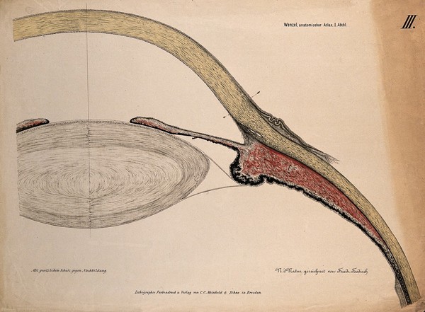 The eye: section of the ciliary body, cornea and lens. Colour lithograph by F. Foedisch, 1875.