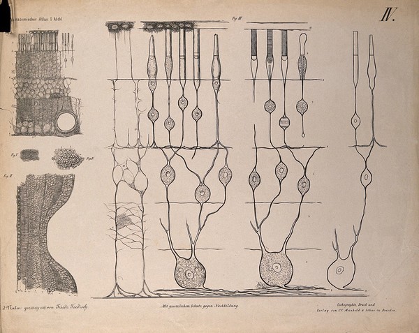 The eye: five diagrams showing the microscopic structure of the retina. Lithograph by F. Foedisch, 1875.
