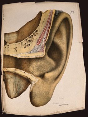 The ear: section showing the external structure. Colour lithograph by F. Foedisch, ca. 1875.