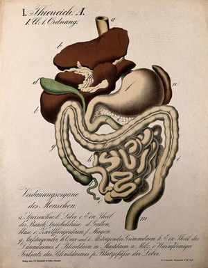 view The human digestive organs. Colour lithograph by H.J. Ruprecht, 1877.