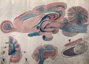 view Brain of a ferret: four figures showing sections through the brain. Watercolour, possibly by D. Gascoigne Lillie, ca. 1905.