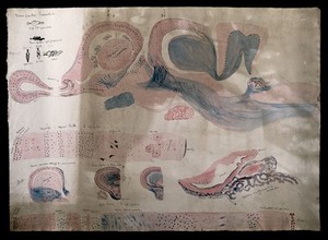 view Brain of a broadfronted crocodile: figures showing dissections of the brain. Watercolour and ink with pencil, possibly by D. Gascoigne Lillie, ca. 1905.