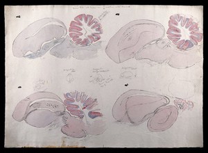 view Brain of a sparrow with a tumour on the cerebellum: figures showing sections of the brain. Watercolour and ink with pencil sketches, possibly by D. Gascoigne Lillie, ca. 1905.