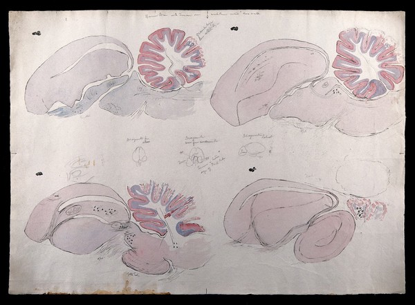 Brain of a sparrow with a tumour on the cerebellum: figures showing sections of the brain. Watercolour and ink with pencil sketches, possibly by D. Gascoigne Lillie, ca. 1905.