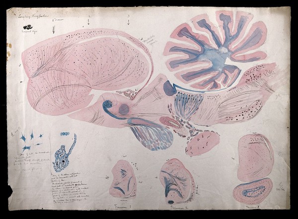 Brain of a laughing kingfisher: six figures showing dissections of the brain. Watercolour and ink with pencil, possibly by D. Gascoigne Lillie, ca. 1905.