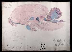 view Brain of an apteryx (kiwi): figures showing dissections of the brain. Watercolour and ink with pencil, possibly by D. Gascoigne Lillie, 1906.