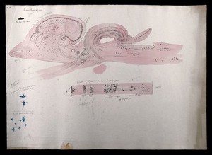 view Brain of a brain-eyed lizard. Watercolour and ink with pencil, possibly by D. Gascoigne Lillie, 1906.