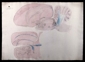 view Brain of a sparrow: two figures showing dissections of the brain. Watercolour and ink with pencil, possibly by D. Gascoigne Lillie, ca 1906.