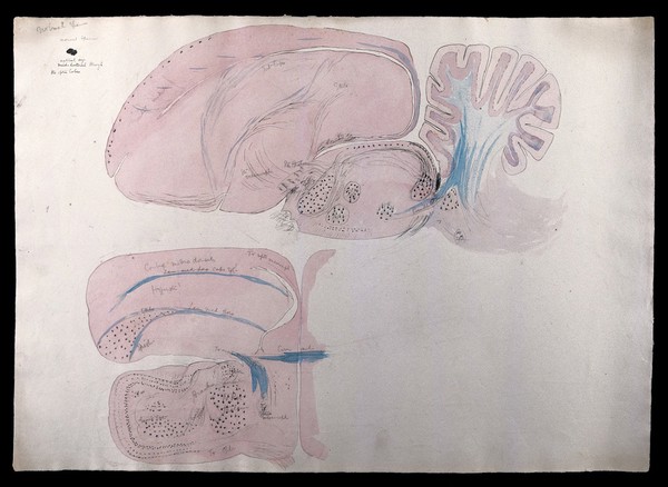 Brain of a sparrow: two figures showing dissections of the brain. Watercolour and ink with pencil, possibly by D. Gascoigne Lillie, ca 1906.