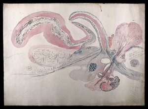 view Brain of a whiting: figures showing a dissection of the brain. Watercolour, possibly by D. Gascoigne Lillie, ca 1906.