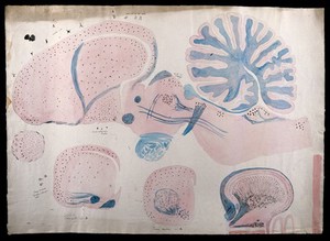 view Brain of a rhoea (ie. rhea): five figures showing dissections of the brain. Watercolour, possibly by D. Gascoigne Lillie, ca 1906.