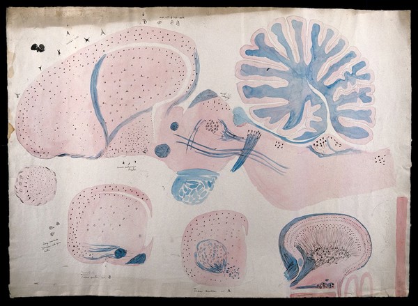 Brain of a rhoea (ie. rhea): five figures showing dissections of the brain. Watercolour, possibly by D. Gascoigne Lillie, ca 1906.