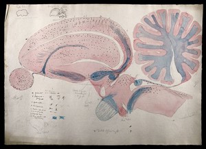 view Brain of an eagle: figures showing dissections of the brain. Watercolour and ink, possibly by D. Gascoigne Lillie, ca 1906.