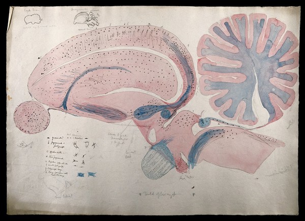 Brain of an eagle: figures showing dissections of the brain. Watercolour and ink, possibly by D. Gascoigne Lillie, ca 1906.