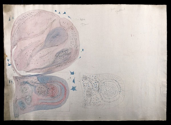 Brain of a goose or a guillemot: figures showing dissections and microscopic images of the brain. Watercolour, pencil and pen possibly by D. Gascoigne Lillie, ca 1906.