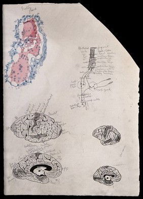 Brain of a chimpanzee: five figures showing dissections and microscopic details of the brain. Watercolour, possibly by D. Gascoigne Lillie, ca 1906.