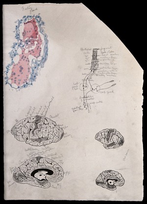 view Brain of a chimpanzee: five figures showing dissections and microscopic details of the brain. Watercolour, possibly by D. Gascoigne Lillie, ca 1906.