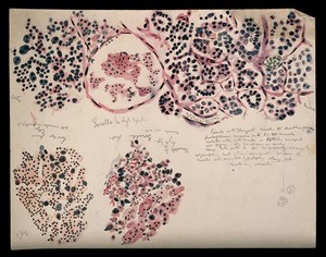 view Brain of a gorilla: three figures showing microscopic details of the brain. Watercolour, possibly by D. Gascoigne Lillie, ca 1906.