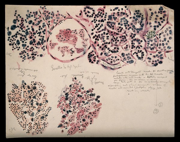 Brain of a gorilla: three figures showing microscopic details of the brain. Watercolour, possibly by D. Gascoigne Lillie, ca 1906.
