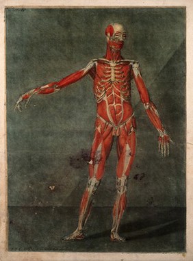 A standing écorché figure, seen from the front, showing the second layer of the muscles. Colour mezzotint by A. E. Gautier d'Agoty after himself, 1773.