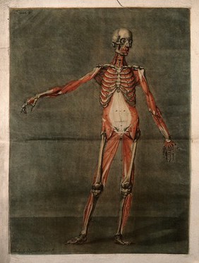 A standing écorché figure, seen from the front, showing the third layer of the muscles. Colour mezzotint by A. E. Gautier d'Agoty after himself, 1773.