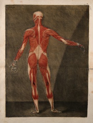 view A standing écorché figure, seen from behind, showing the first layer of the muscles. Colour mezzotint by A. E. Gautier d'Agoty after himself, 1773.