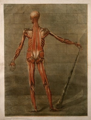 view A standing écorché figure, seen from behind, showing the third layer of the muscles. Colour mezzotint by A. E. Gautier d'Agoty after himself, 1773.