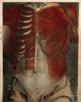 Muscles of the thorax and abdomen: écorchés figures. Colour mezzotint by J.F. Gautier d'Agoty after himself, 1745/1746.